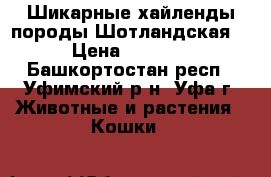 Шикарные хайленды породы Шотландская. › Цена ­ 5 000 - Башкортостан респ., Уфимский р-н, Уфа г. Животные и растения » Кошки   